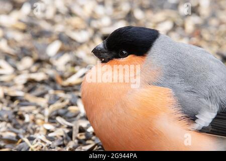 Pyrrhula pyrrrrula, parasite cosmopolite Trichomonas gallinae, est responsable de la présence de taureaux eurasiens Banque D'Images