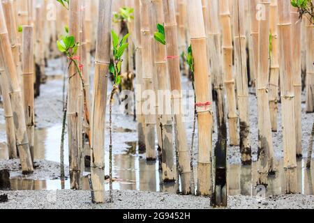 Les jeunes mangroves arborent une activité de reboisement Banque D'Images