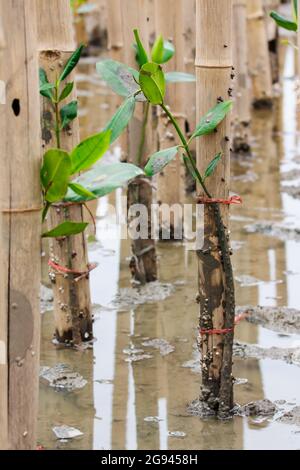 Les jeunes mangroves arborent une activité de reboisement Banque D'Images