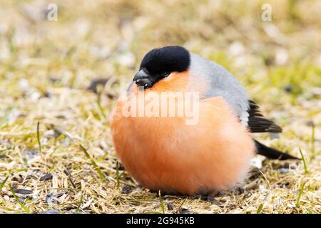 Pyrrhula pyrrrrula, parasite cosmopolite Trichomonas gallinae, est responsable de la présence de taureaux eurasiens Banque D'Images