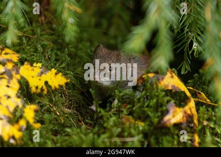 Petit et adorable rongeur Bank vole, Myodes glareolus dans la forêt automnale en Estonie, en Europe du Nord. Banque D'Images