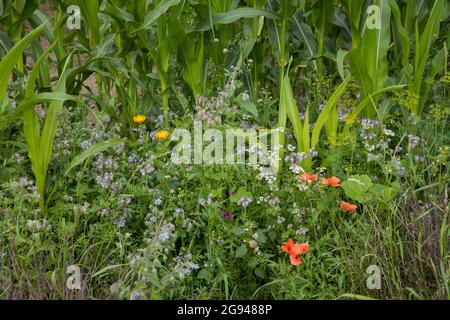 Bande fleurie d'un champ de maïs près de Billerbeck, région de Muensterland, Rhénanie-du-Nord-Westphalie, Allemagne. Bluehstreifen an einem Maisfeld BEI Billerbeck, Banque D'Images