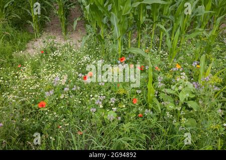 Bande fleurie d'un champ de maïs près de Billerbeck, région de Muensterland, Rhénanie-du-Nord-Westphalie, Allemagne. Bluehstreifen an einem Maisfeld BEI Billerbeck, Banque D'Images
