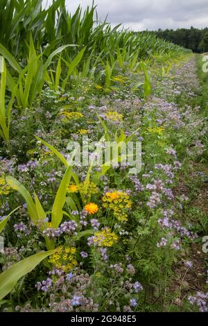 Bande fleurie d'un champ de maïs près de Billerbeck, région de Muensterland, Rhénanie-du-Nord-Westphalie, Allemagne. Bluehstreifen an einem Maisfeld BEI Billerbeck, Banque D'Images