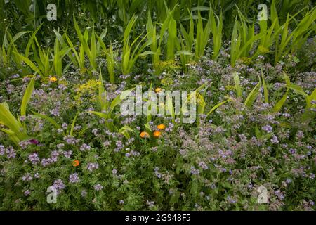 Bande fleurie d'un champ de maïs près de Billerbeck, région de Muensterland, Rhénanie-du-Nord-Westphalie, Allemagne. Bluehstreifen an einem Maisfeld BEI Billerbeck, Banque D'Images