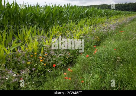 Bande fleurie d'un champ de maïs près de Billerbeck, région de Muensterland, Rhénanie-du-Nord-Westphalie, Allemagne. Bluehstreifen an einem Maisfeld BEI Billerbeck, Banque D'Images