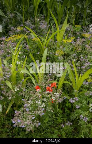 Bande fleurie d'un champ de maïs près de Billerbeck, région de Muensterland, Rhénanie-du-Nord-Westphalie, Allemagne. Bluehstreifen an einem Maisfeld BEI Billerbeck, Banque D'Images