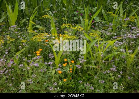 Bande fleurie d'un champ de maïs près de Billerbeck, région de Muensterland, Rhénanie-du-Nord-Westphalie, Allemagne. Bluehstreifen an einem Maisfeld BEI Billerbeck, Banque D'Images