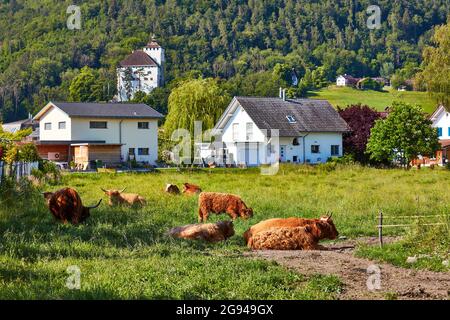 Paître le bétail des Highlands dans la vallée du Rheintal près de Buchs Suisse avec le château de Werdenberg en arrière-plan. Banque D'Images