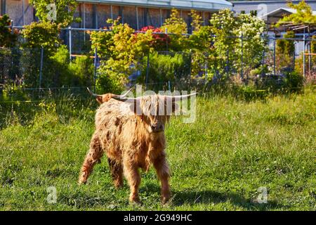 Pâturage des bovins des Highlands dans la vallée du Rheintal près de Buchs Suisse avec le château de Werdenberg en arrière-plan. Banque D'Images