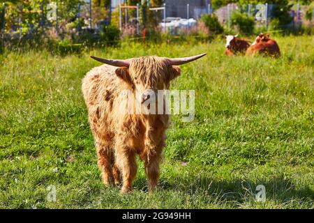 Pâturage des bovins des Highlands dans la vallée du Rheintal près de Buchs Suisse avec le château de Werdenberg en arrière-plan. Banque D'Images