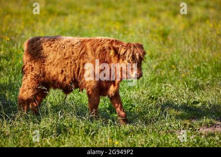 Pâturage des bovins des Highlands dans la vallée du Rheintal près de Buchs Suisse avec le château de Werdenberg en arrière-plan. Banque D'Images