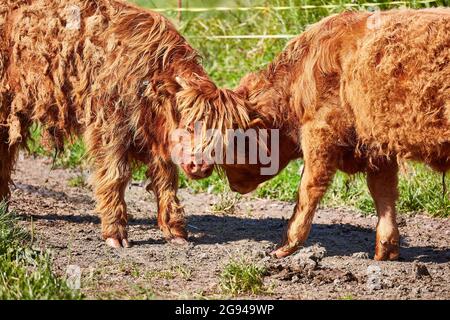 Pâturage des bovins des Highlands dans la vallée du Rheintal près de Buchs Suisse avec le château de Werdenberg en arrière-plan. Banque D'Images