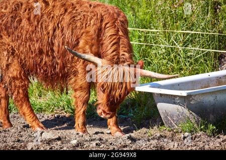 Paître le bétail des Highlands dans la vallée du Rheintal près de Buchs Suisse avec le château de Werdenberg en arrière-plan. Banque D'Images