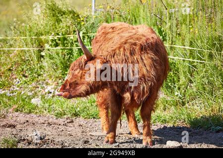 Paître le bétail des Highlands dans la vallée du Rheintal près de Buchs Suisse avec le château de Werdenberg en arrière-plan. Banque D'Images