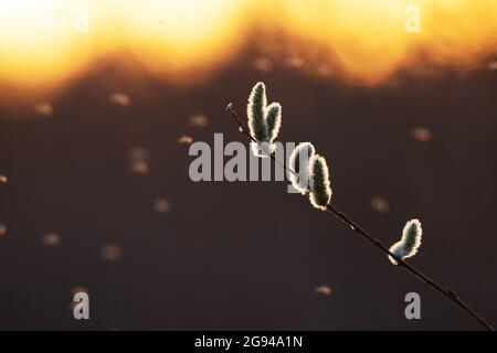 Les petites bourgeons de saule pendant un magnifique lever de soleil au printemps. Banque D'Images
