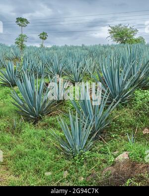 Plantation d'agave bleu dans le champ pour faire de la tequila Banque D'Images