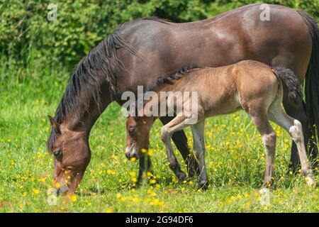 Gallois rafle cheval, jument et foal dans le pré de coupe de beurre Banque D'Images