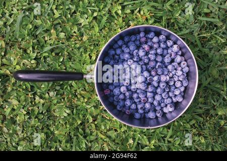 Bleuets mûrs juteux dans la casserole sur l'herbe verte Banque D'Images