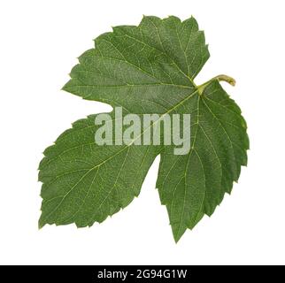 Feuille de houblon vert frais, isolée sur fond blanc. Gros plan. Banque D'Images