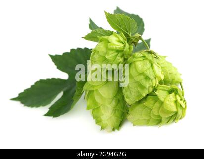 Branche de houblon vert frais, isolée sur fond blanc. Sautez les cônes avec la feuille. Fleurs de houblon biologiques. Gros plan. Banque D'Images