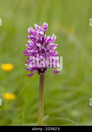 Orchid de singe Orchis simia à Park Gate dans la réserve du Kent géré par Kent Wildlife Trust et l'un des trois seuls sites pour cette espèce au Royaume-Uni Banque D'Images