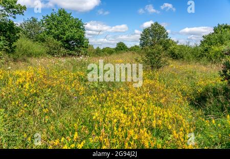 Prairies de fleurs sauvages riches en espèces à la réserve de conservation des papillons Gorse d'Alner, à Dorset, au Royaume-Uni Banque D'Images