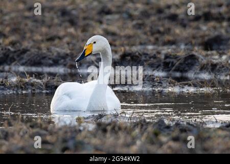 Whooper cygne, Cygnus cygnus s'arrêtant sur un champ de culture boueux pendant la migration printanière. Banque D'Images