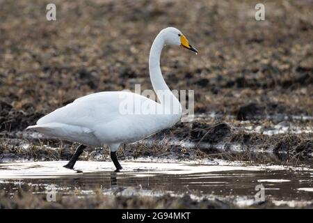 Whooper cygne, Cygnus cygnus s'arrêtant sur un champ de culture boueux pendant la migration printanière. Banque D'Images