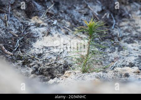 Petit pin après avoir été planté sur un sol sablonneux dans une zone de coupe claire en Estonie. Les jeunes arbres absorbent plus de carbone. Banque D'Images