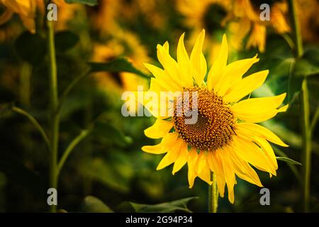 tournesol plein écran gros plan avec un arrière-plan flou et de l'espace pour le texte de jour Banque D'Images