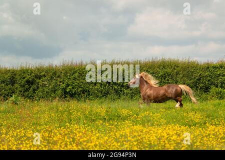 Galloise cheval de rafle, gallotage d'étalon Banque D'Images