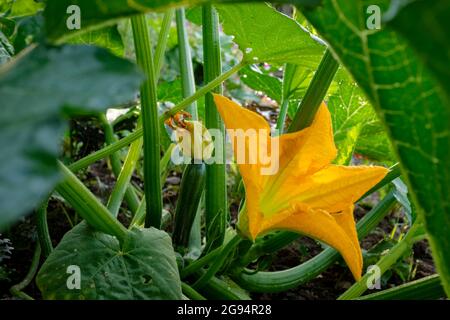 Courgettes poussant dans un potager rural. Banque D'Images