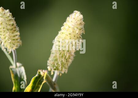 Inflorescence de l'herbe (famille des Poaceae ou des Gramineae) dans un jardin Banque D'Images