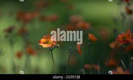 Le Geum lumineux fleurit dans un jardin anglais en été dans un jardin de chalet Banque D'Images