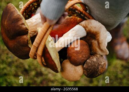 Champignons comestibles récoltés champignons blancs et rouges dans un panier. Banque D'Images