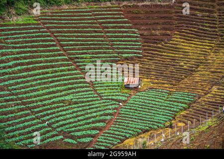 Photo aérienne de verdure en fleurs dans le jardin de montagne de mon Jam à Chiang Mai, Thaïlande Banque D'Images