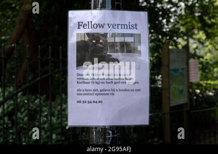 Affiche en gros plan chat manquant à Amsterdam, pays-Bas 1-7-2020 Banque D'Images