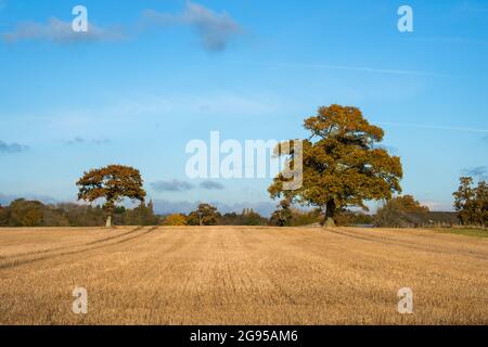Deux chênes sur un champ de fermiers récoltés lors d'une journée d'hiver ensoleillée avec ciel bleu et nuage clair dans le comté de Sussex, Royaume-Uni. Banque D'Images