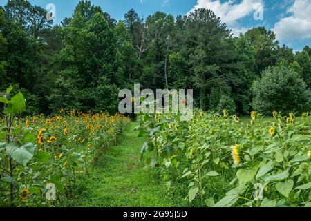 Une ouverture divisant les variétés de tournesol un mélange de fleurs colorées et brillantes poussant dans un champ de ferme avec les bois en arrière-plan sur un soleil Banque D'Images