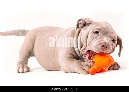 Un chiot Bully américain de couleur violette joue avec un jouet en plastique. Isolé sur un fond blanc Banque D'Images