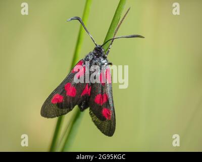Papillon à cinq taches, Zygaena trifolii, Devon, Angleterre. Banque D'Images