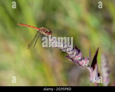 Sympetrum striolatum aka le dard commun dans l'habitat. Banque D'Images