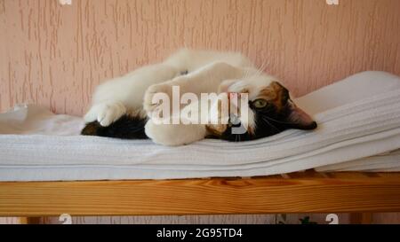 Jeune chat tricolore se reposant dans son berceau, regardant dans la caméra Banque D'Images