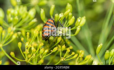 Graphosoma italicum est l'une des deux espèces qui existent Banque D'Images