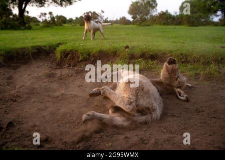 Un âne de poulain très mignon est assis dans un lit de ruisseau séché dans la Nouvelle forêt avec le rouleau occasionnel dans la boue sèche et poussiéreuse. (ensemble d'images) Banque D'Images