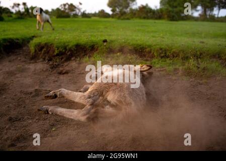 Un âne de poulain très mignon est assis dans un lit de ruisseau séché dans la Nouvelle forêt avec le rouleau occasionnel dans la boue sèche et poussiéreuse. (ensemble d'images) Banque D'Images