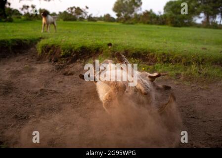 Un âne de poulain très mignon est assis dans un lit de ruisseau séché dans la Nouvelle forêt avec le rouleau occasionnel dans la boue sèche et poussiéreuse. (ensemble d'images) Banque D'Images