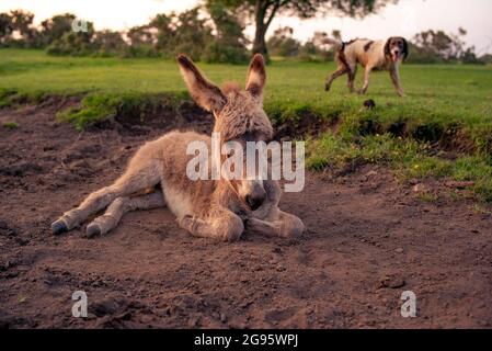 Un âne de poulain très mignon est assis dans un lit de ruisseau séché dans la Nouvelle forêt avec le rouleau occasionnel dans la boue sèche et poussiéreuse. (ensemble d'images) Banque D'Images