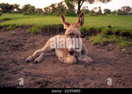 Un âne de poulain très mignon est assis dans un lit de ruisseau séché dans la Nouvelle forêt avec le rouleau occasionnel dans la boue sèche et poussiéreuse. (ensemble d'images) Banque D'Images